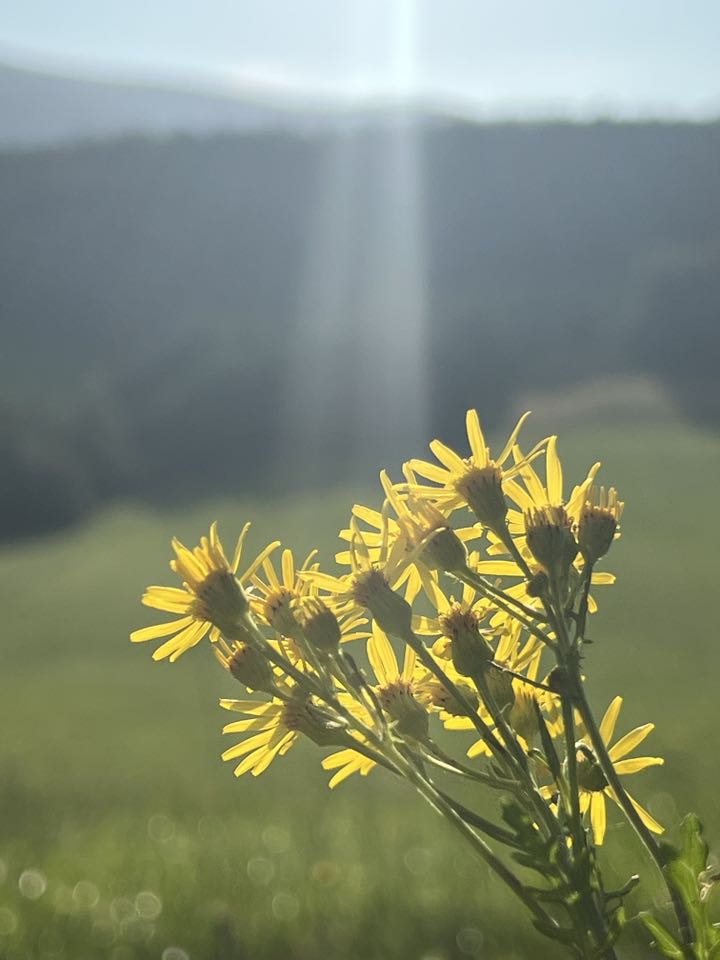 Bělá pod Pradědem - Domašov